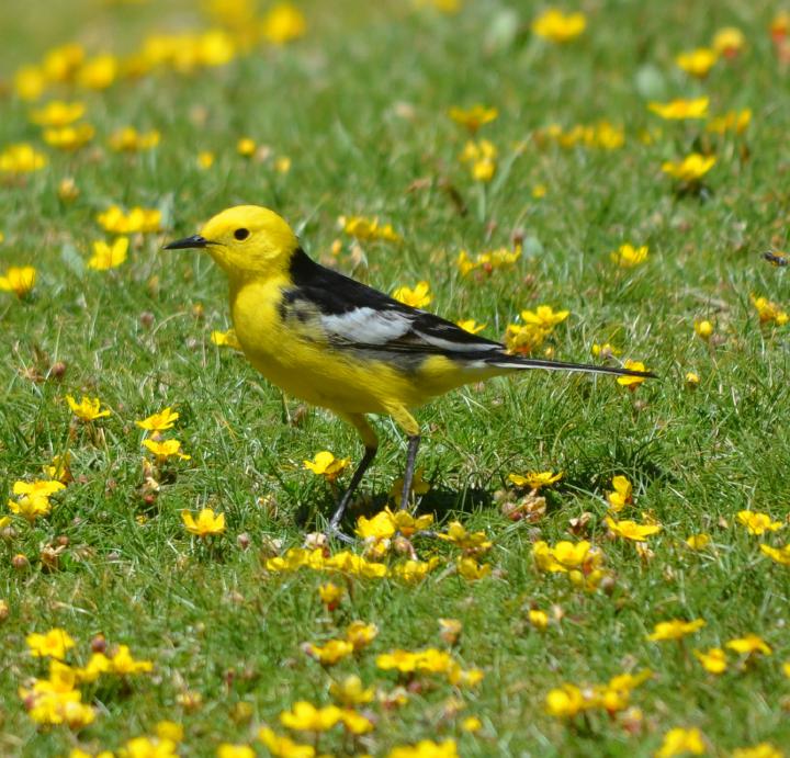 citrine wagtail male